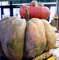 Enormous pumpkins!